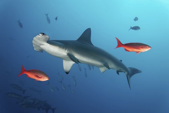 Scalloped hammerhead, also bronze, kidney-headed or southern hammerhead (Sphyrna lewini), Cocos Island, Costa Rica