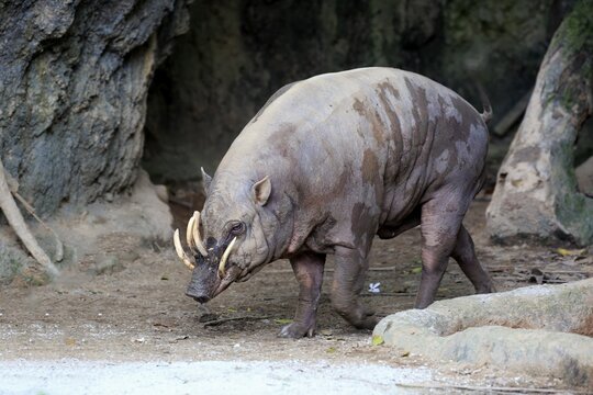 Moluccas Harteber (Babyrousa babyrussa), adult male to potions, captive, endemic to Sulawesi