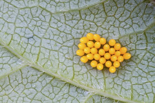 Eggs of a Seven-spot Ladybird (Coccinella septempunctata) on a leaf underside, North Hesse, Hesse, Germany