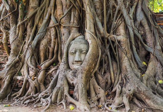 Buddha head statue in bodhi tree (Ficus religiosa) roots, Wat Mahathat, Ayutthaya, Thailand