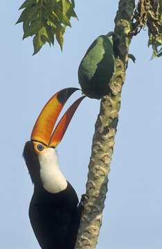 Toco Toucan (Ramphastos toco) eating Papaya (Carica papaya), Pantanal, Brazil, South America