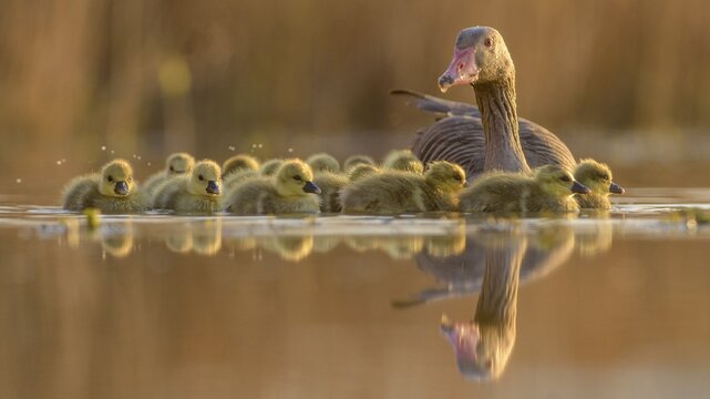 Greylag geese (Anser anser) with goslings, , evening light, Kiskuns&aacute;g National Park, Hungary