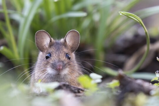 House mouse (Mus musculus) peeking out of its burrow, Portrait, Hesse, Germany