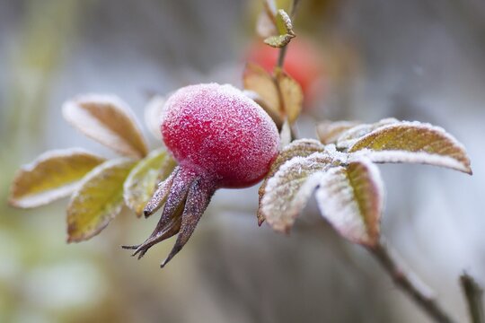 Rose Hip, Dog Rose (Rosa canina), covered in hoar frost, Hesse, Germany