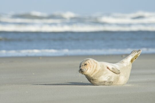 Seal (Phoca vitulina) lying in the sand on the beach, Langeoog, East Frisia, Lower Saxony, Germany