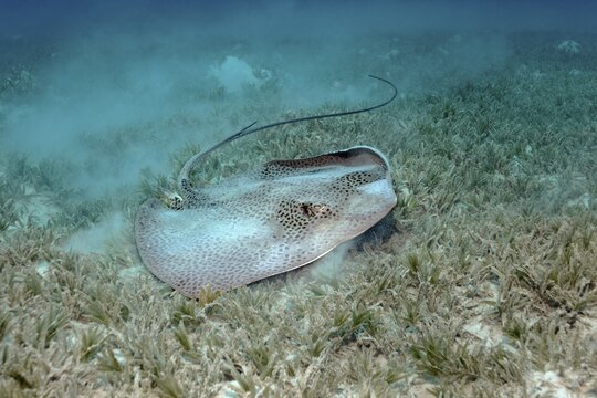 Reticulate whipray (Himantura uarnak) on seagrass meadow, Red Sea, Egypt
