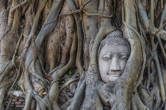 Buddha statue head ingrown in strangler fig roots (Ficus religiosa), Wat Mahathat, Ayutthaya, Central Thailand