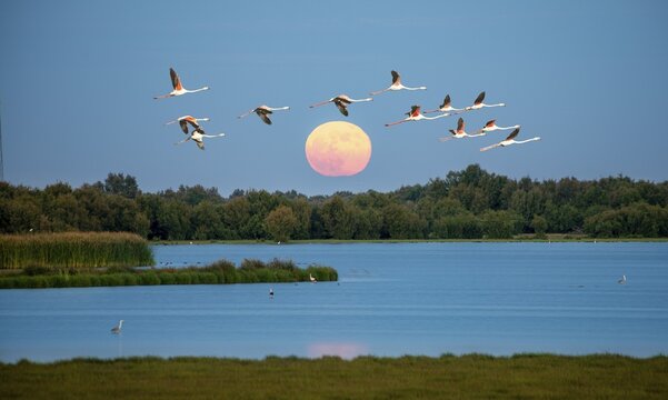 Greater flamingos (Phoenicopterus roseus) in flight, pink flamingos in front of the setting sun over a lake, Do&ntilde;ana National Park, Huelva Province, Andalusia, Spain