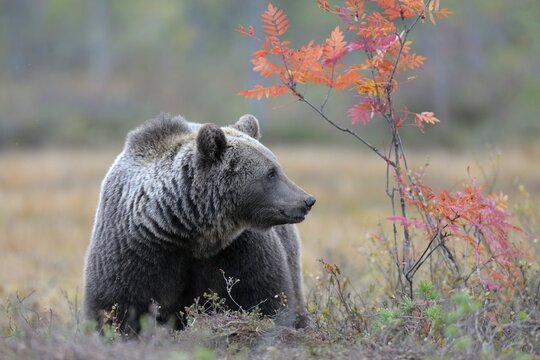 Brown Bear (Ursus arctos) in the autumnally coloured taiga or boreal forest in the last light, border area to Russia, Kuhmo, Karelia, Finland