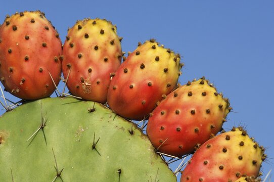 Prickly pear in Sardinia, Italy
