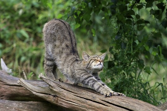European Wildcat (Felis silvestris silvestris), adult, stretching, Surrey, England, United Kingdom