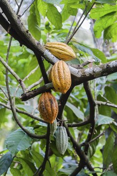 Cocoa tree (Theobroma cacao) with yellow cocoa fruits, Spice Garden, Kumily, Kerala, India
