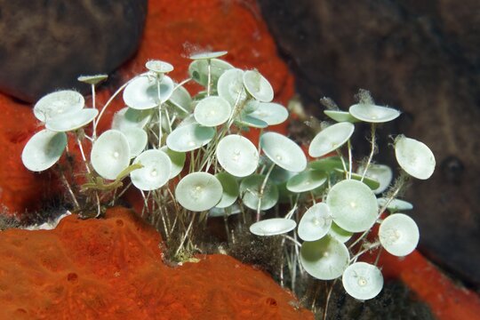 Algae (Acetabularia mediterranea), Sithonia, Chalkidiki, also Halkidiki, Aegean, Mediterranean, Greece