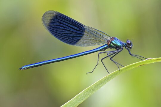 Male Banded Demoiselle (Calopteryx splendens) on a bulrush, North Hesse, Hesse, Germany