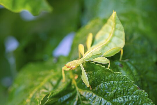 Leaf insect (Phyllium Bioculatum) on a leaf, captive, Germany