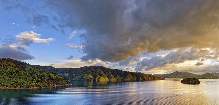 Tightly overgrown coastal forest at sunrise in Queen Charlotte Sound, Marlborough Sounds, Picton, South Island, New Zealand