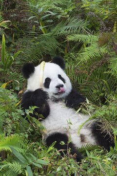 Giant Panda (Ailuropoda melanoleuca), 2 years, resting, China Conservation and Research Centre for the Giant Panda, Chengdu, Sichuan, China