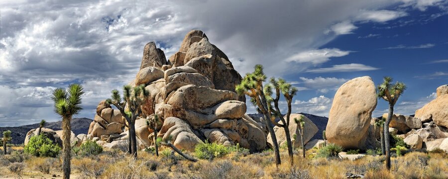 Horror Rocks with Joshua Trees or Palm Tree Yuccas (Yucca brevifolia), Joshua Tree National Park, Desert Center, California, USA
