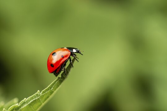 Seven-spott ladybird (Coccinella septempunctata) on a tip of a leaf, Germany