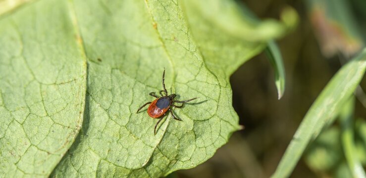 Female tick, Castor Bean Tick (Ixodes ricinus) lurks on a leaf, Bavaria, Germany