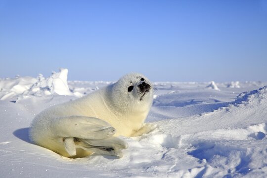 Harp Seal or Saddleback Seal (Pagophilus groenlandicus, Phoca groenlandica), pup on pack ice, Magdalen Islands, Gulf of Saint Lawrence, Quebec, Canada