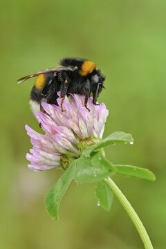 Large earth bumblebee (Bombus terrestris) , at the height of Red clover (Trifolium pratense) Switzerland