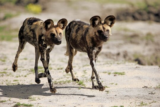 African wild dogs (Lycaon pictus), hunting, running, social behaviour, Sabi Sand Game Reserve, Kruger National Park, South Africa