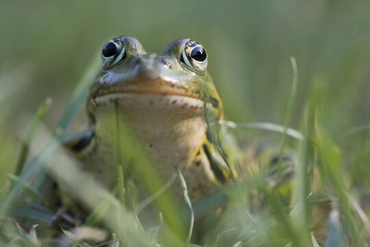 Green frog (Rana esculenta), sits in the grass, animal portrait, Lower Saxony, Germany