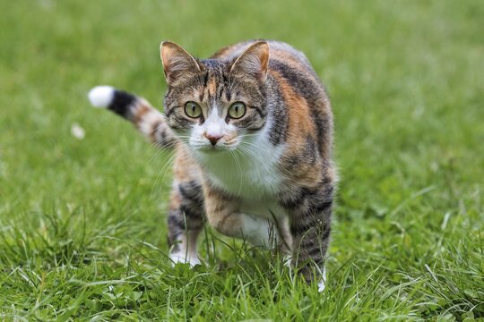 Cat (Felis catus), European shorthair, cat, tricolour, tortoiseshell cat, running in the grass, Baden-W&uuml;rttemberg, Germany