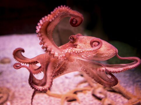 Red Octopus (Octopoda) in an aquarium, captive