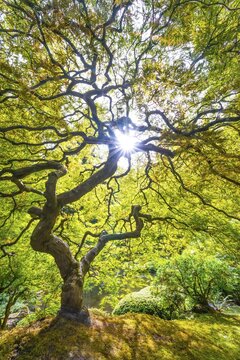 Downy Japanese Maple (Acer japonicum), Japanese Garden, Portland, Oregon, USA