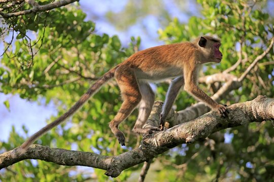 Toque macaque (Macaca sinica), adult, climbing a tree, Yala National Park, Sri Lanka
