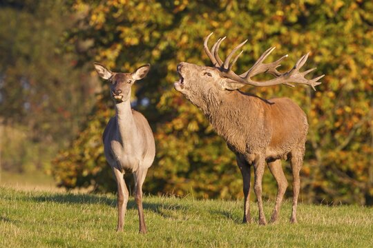 Red Deer (Cervus elaphus), stag roaring with hind, captive, Lower Saxony, Germany