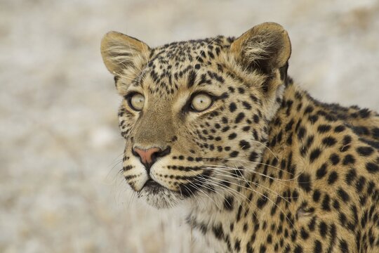 Leopard (Panthera pardus), portrait, Etosha National Park, Namibia