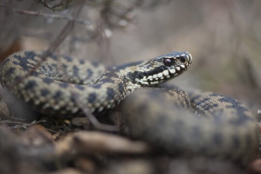 Common European adder or viper (Vipera berus), Emsland, Lower Saxony, Germany