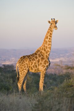 Giraffe (Giraffa camelopardalis), Dan Viljoen National Park, Namibia, Africa