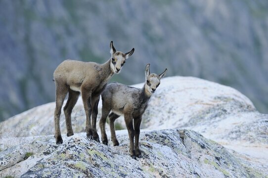 Chamois fawns (Rupicapra rupicapra)