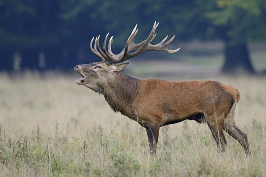 Red Deer (Cervus elaphus), stag, Denmark