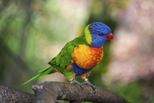 Rainbow Lorikeet(Trichoglossus haematodus), Loro Parque, Puerto de la Cruz, Santa Cruz de Tenerife, Tenerife, Canary Islands, Spain
