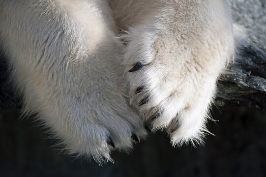 Paws and claws, Polar Bear (Ursus maritimus), captive