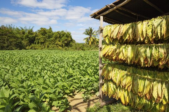 Cultivated tobacco (Nicotiana tabacum), tobacco leaves hung to dry and tobacco plantation behind, Pinar del R&iacute;o Province, Cuba