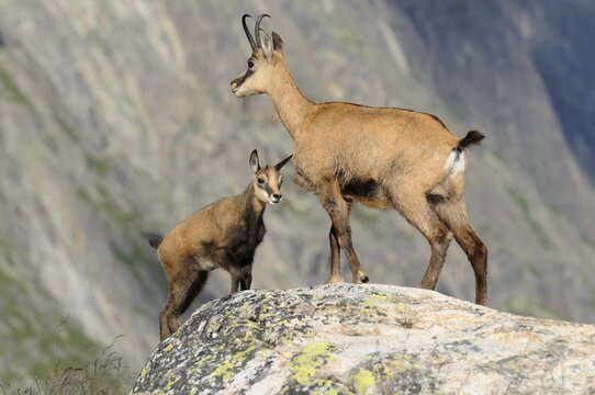 Chamois (Rupicapra rupicapra) with fawn in the mountains of the Swiss Alps, Switzerland, Europe