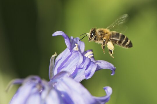 Honey bee (Apis mellifera) on purple flower, Emsland, Lower Saxony, Germany