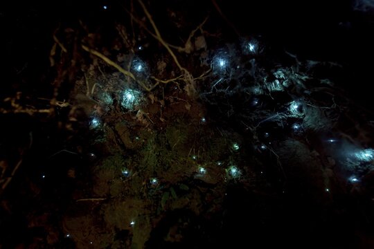 Bioluminescence, luminous glow worm (Arachnocampa luminosa), maggot of Fungus gnats (Mycetophilidae) in a cave, endemic in New Zealand, Leith Valley, Dunedin, New Zealand
