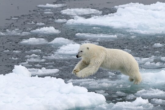 Polar Bear (Ursus maritimus) on pack ice, jumping from ice floe to ice floe, Spitsbergen Island, Svalbard Archipelago, Svalbard and Jan Mayen, Norway
