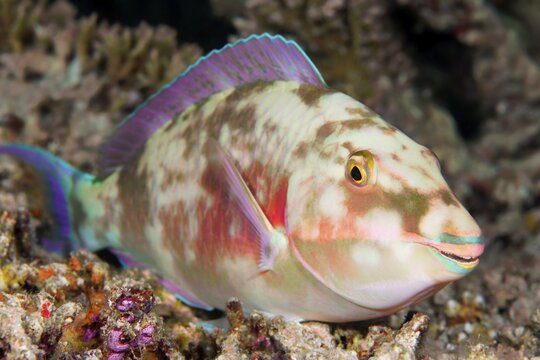 Juvenile Longnose parrotfish (Hipposcarus harid), sleeping, Indian Ocean, Maldives