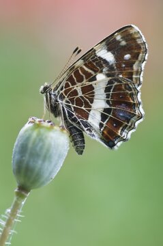 European Map (Araschnia levana), summer phase