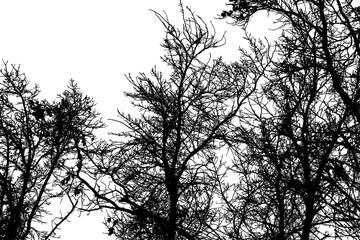 Obraz premium Photograph of oak tree outdoors in forest in natural woodland landscape