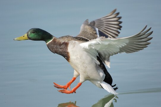 Mallard drake (Anas platyrhynchos) landing