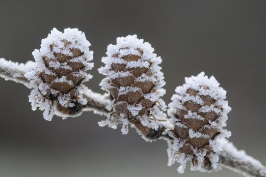 Larch cones (Larix decidua), hoarfrost